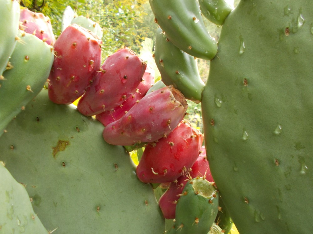 Prickly Pear Cactus: Desert Green Prickly Pear Cutting