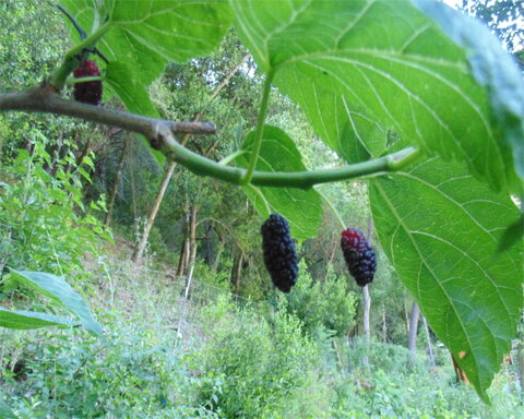 images/stories/virtuemart/product/shangrila