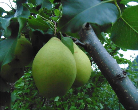 images/stories/virtuemart/product/yali