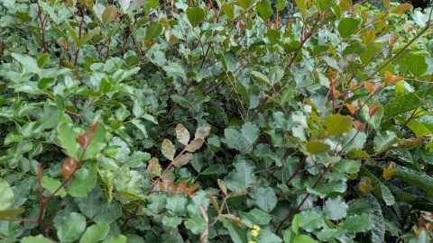 carob